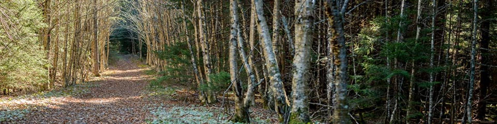 Un sentier pédestre dans la nature