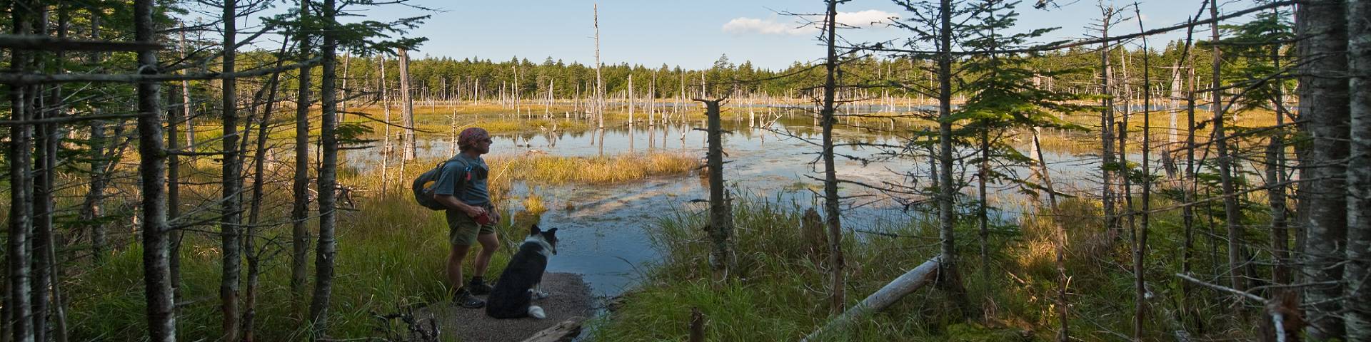 A man and his dog overlooking a bog