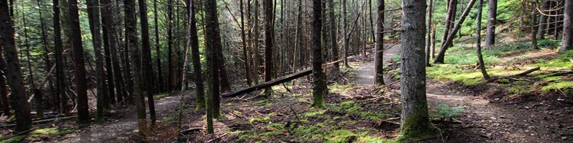 Un sentier pédestre dans la nature