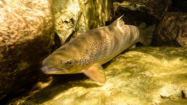 Saumon atlantique dans l'eau