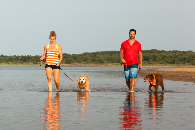 A family with their dogs on a beach