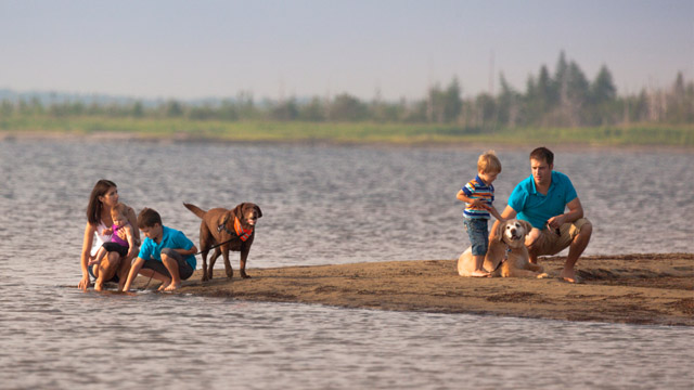 A family and their dogs in the shallow water of Callanders Beach.
