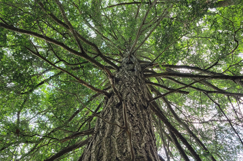 Eastern Hemlock