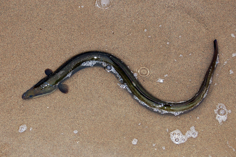 An American eel in the shallow water of the lagune