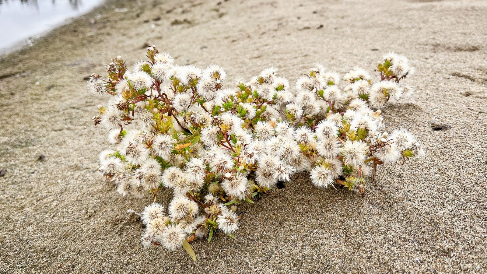 Une plante de l'aster du golfe du Saint-Laurent sur le sable.