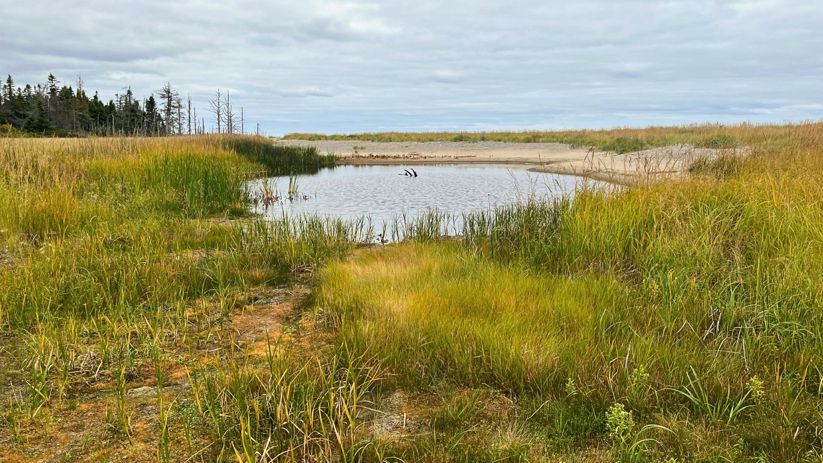 Habitat optimal de l'aster du golfe du Saint-Laurent, au bord d'un étang saumâtre avec un abondant substrat ouvert et humide.