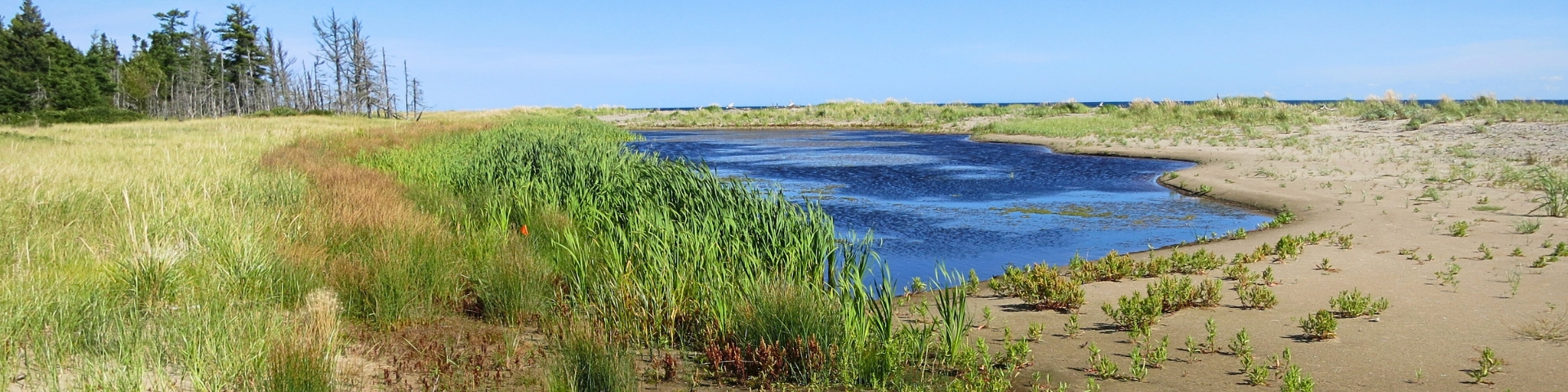 Habitat optimal de l'aster du golfe du Saint-Laurent au bord d'un étang saumâtre avec un abondant substrat ouvert et humide