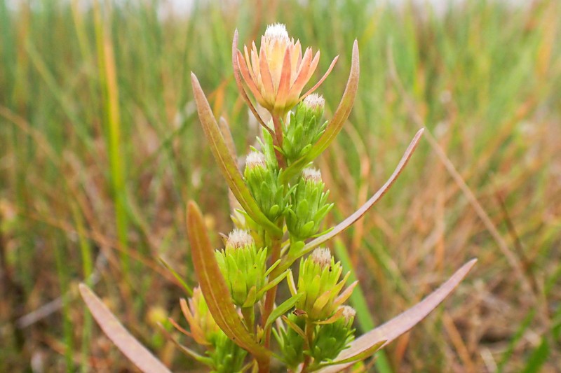 L'aster du golfe du Saint-Laurent a de petites fleurs en forme de bouton, de couleur blanchâtre à rosâtre.