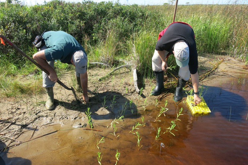 Des plants d'aster du golfe du Saint-Laurent sont transplantés dans de petites parcelles par le personnel du service de conservation des ressources.