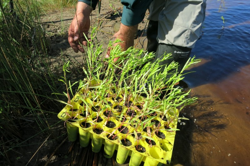 Plantes d'aster du golfe du Saint-Laurent dans un contenant de plastique.