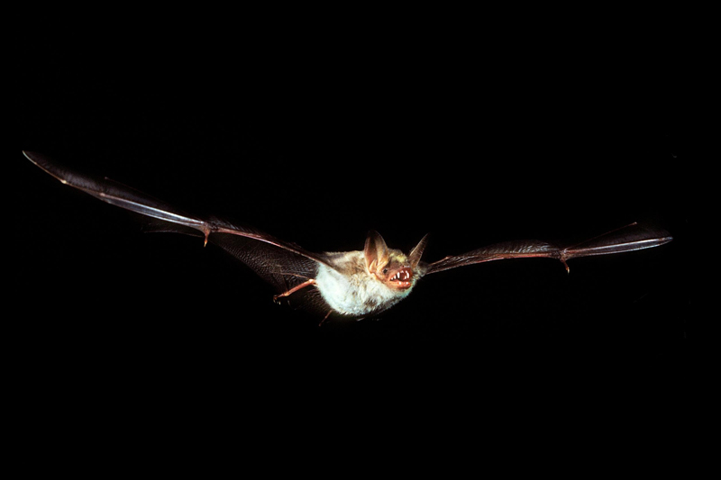 Petite chauve-souris brune (Myotis septentrionalis) en vol dans la noirceur