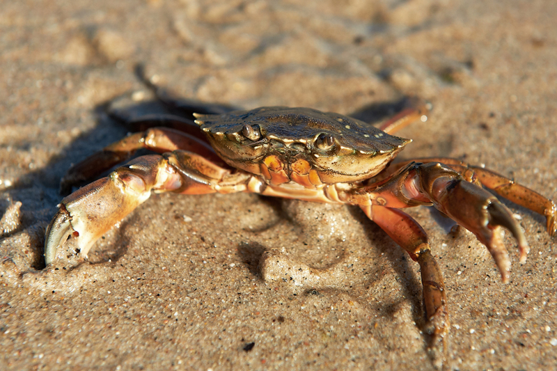 Un crabe vert sur le sable mouillé