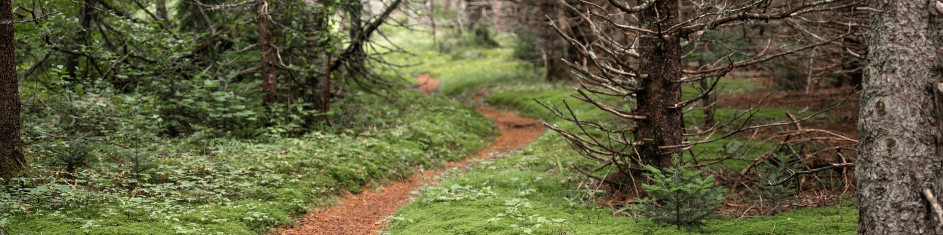 Un sentier en forêt