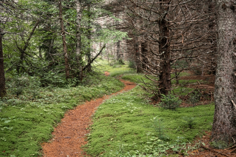 A trail in the forest
