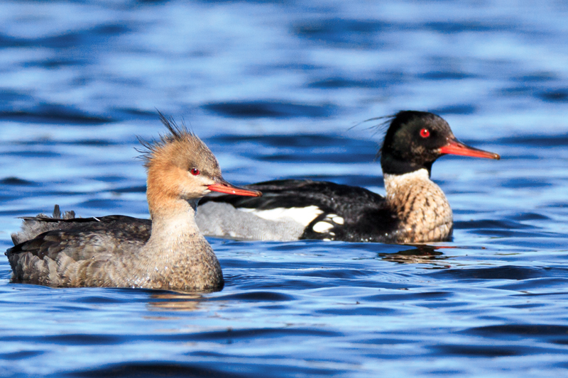 A male and female red breasted merganser on a body of water