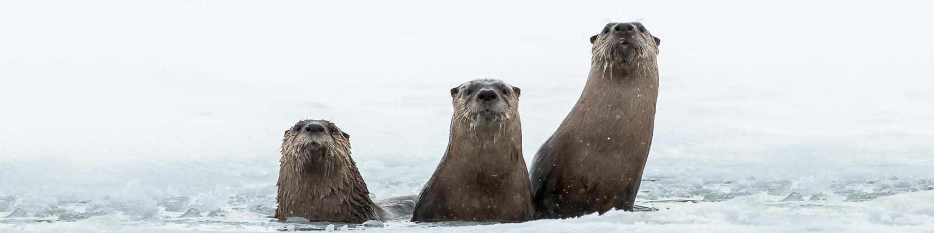 Trois loutres de rivière dans l'eau glacée