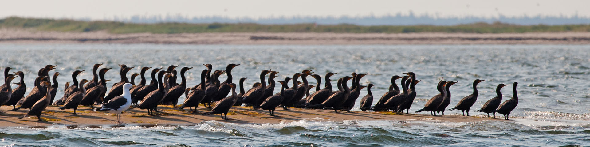 A large group of cormorants standing on a dune at the edge of the water.