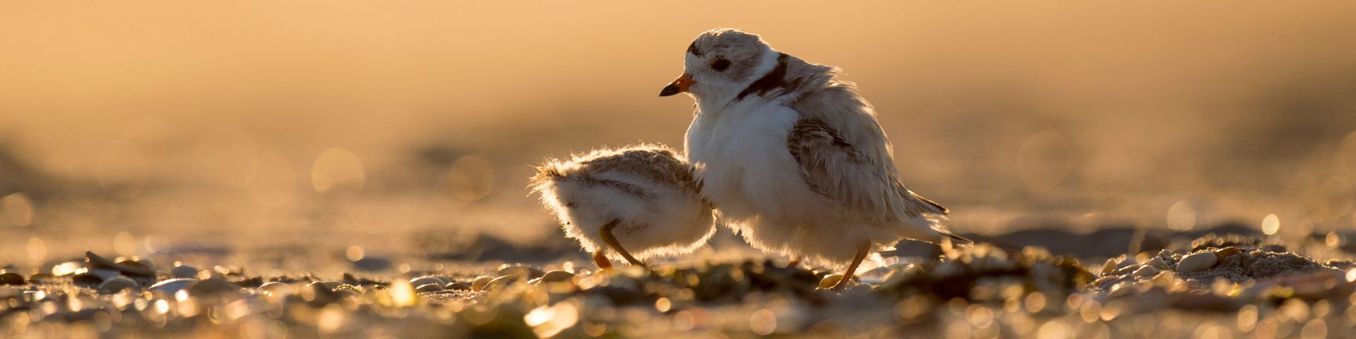 A piping plover chick and adult on the beach.