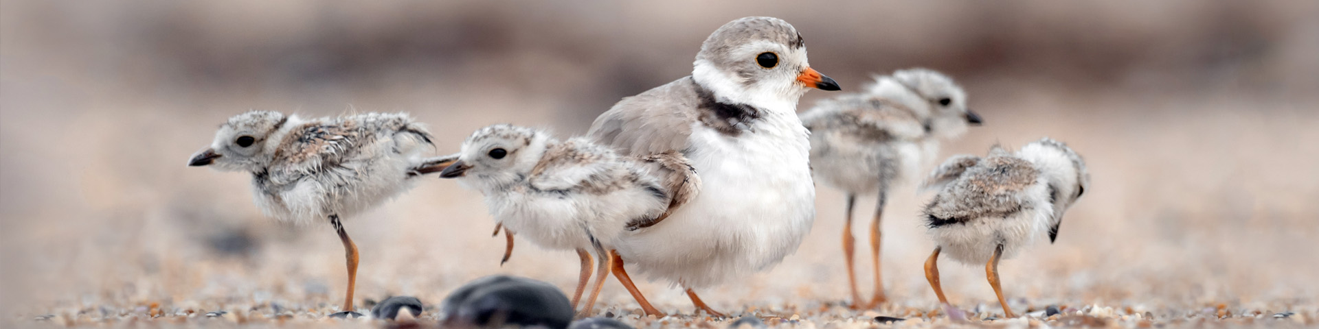 Four piping plover chicks standing on the sand with an adult piping plover.