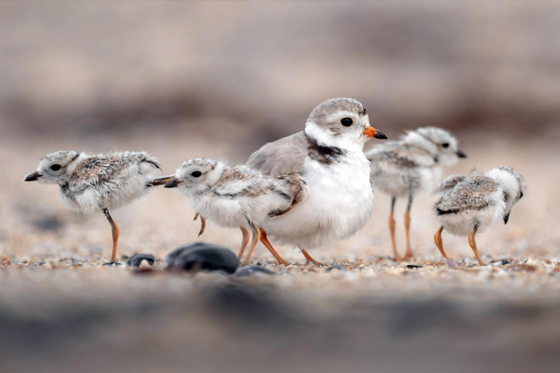 A piping plover adult with four chicks on sand