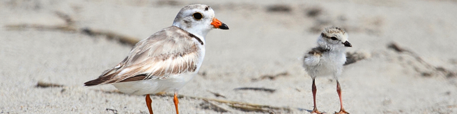 A piping plover adult and chick on a sandy beach