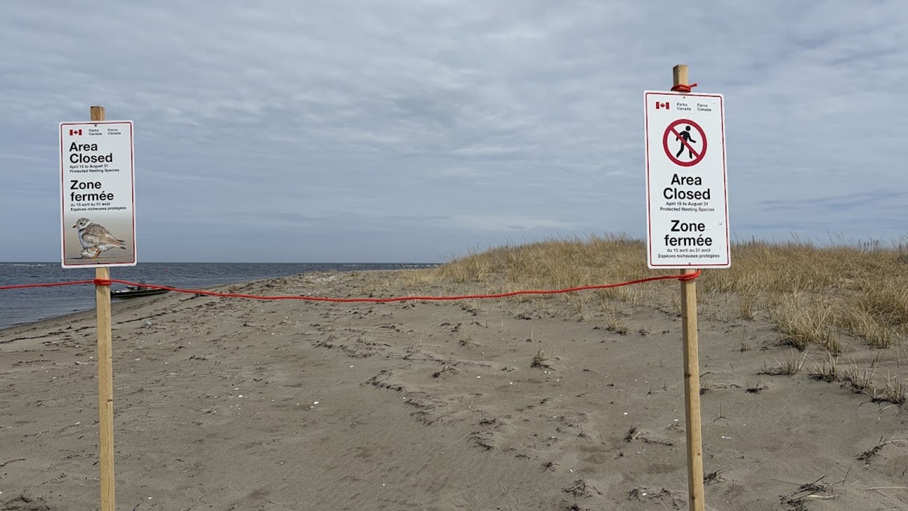 un panneau indiquant la fermeture de la zone de conservation du pluvier siffleur sur la plage