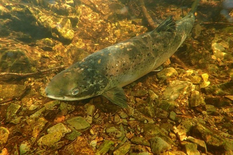 Un saumon de l'Atlantique nage dans le fond d'une rivière