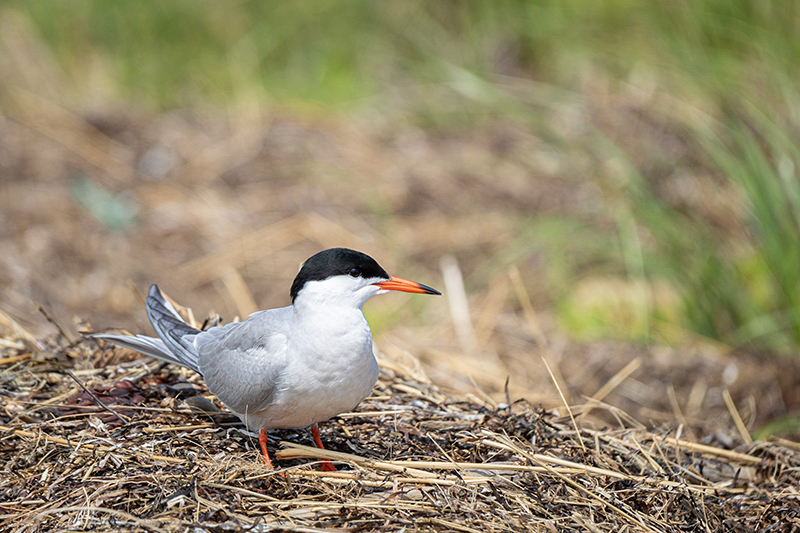 A Common tern at its nest