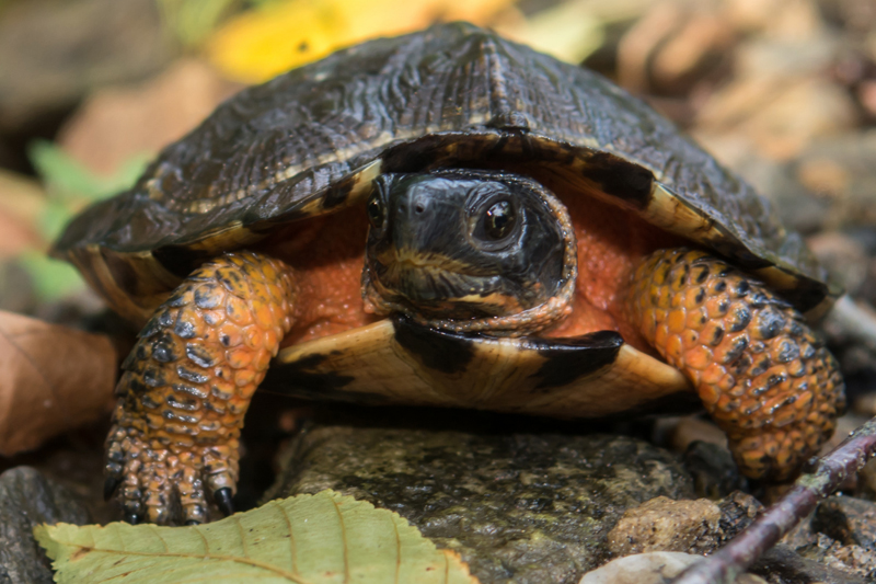 A wood turtle in the forest