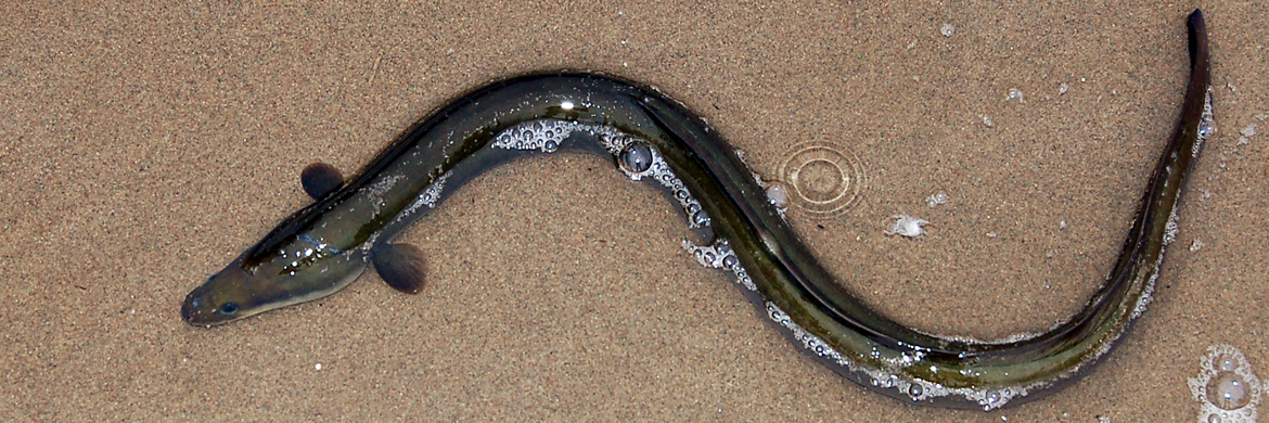 American eel in shallow water in the lagune