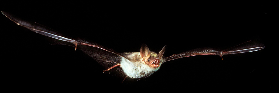 A little brown bat (Myotis lucifugus) in flight, in the dark