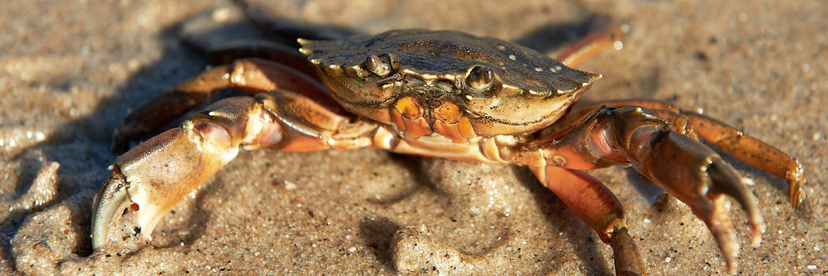 Green crab in the wet sand