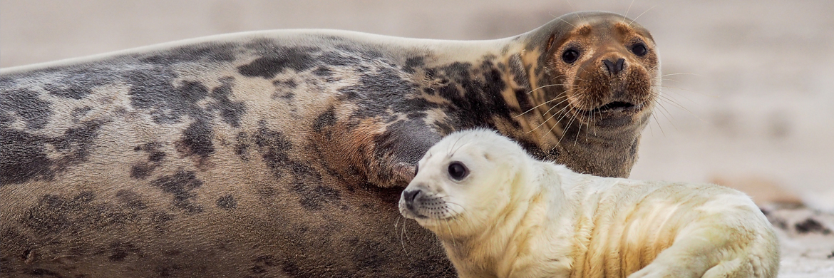 An adult grey seal with a pup on the sand