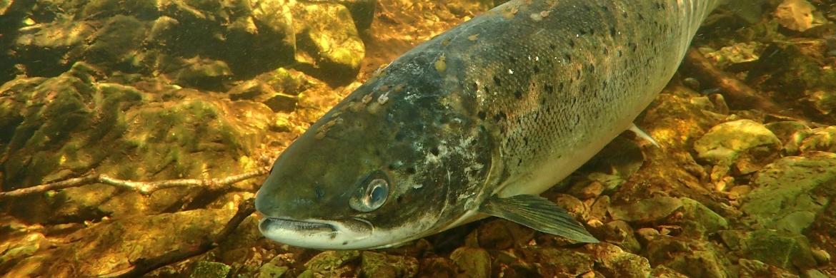 Un saumon nage au fond d'une rivière