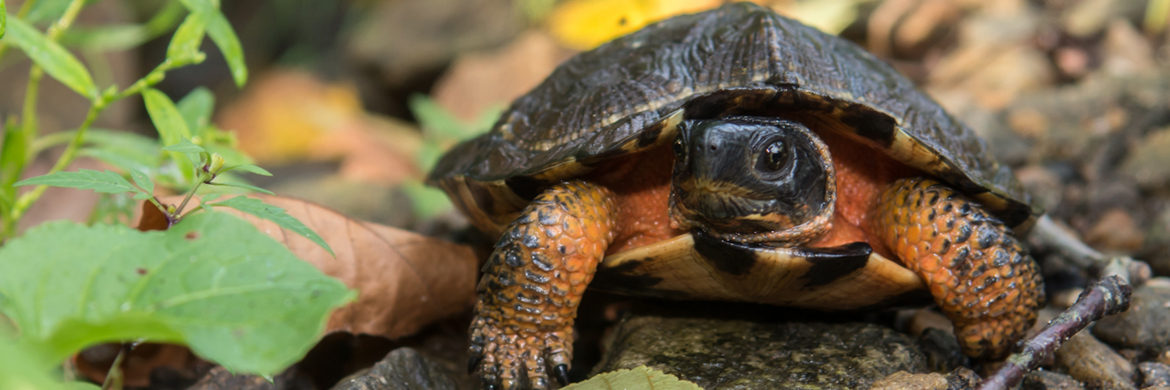 A wood turtle walks in the forest
