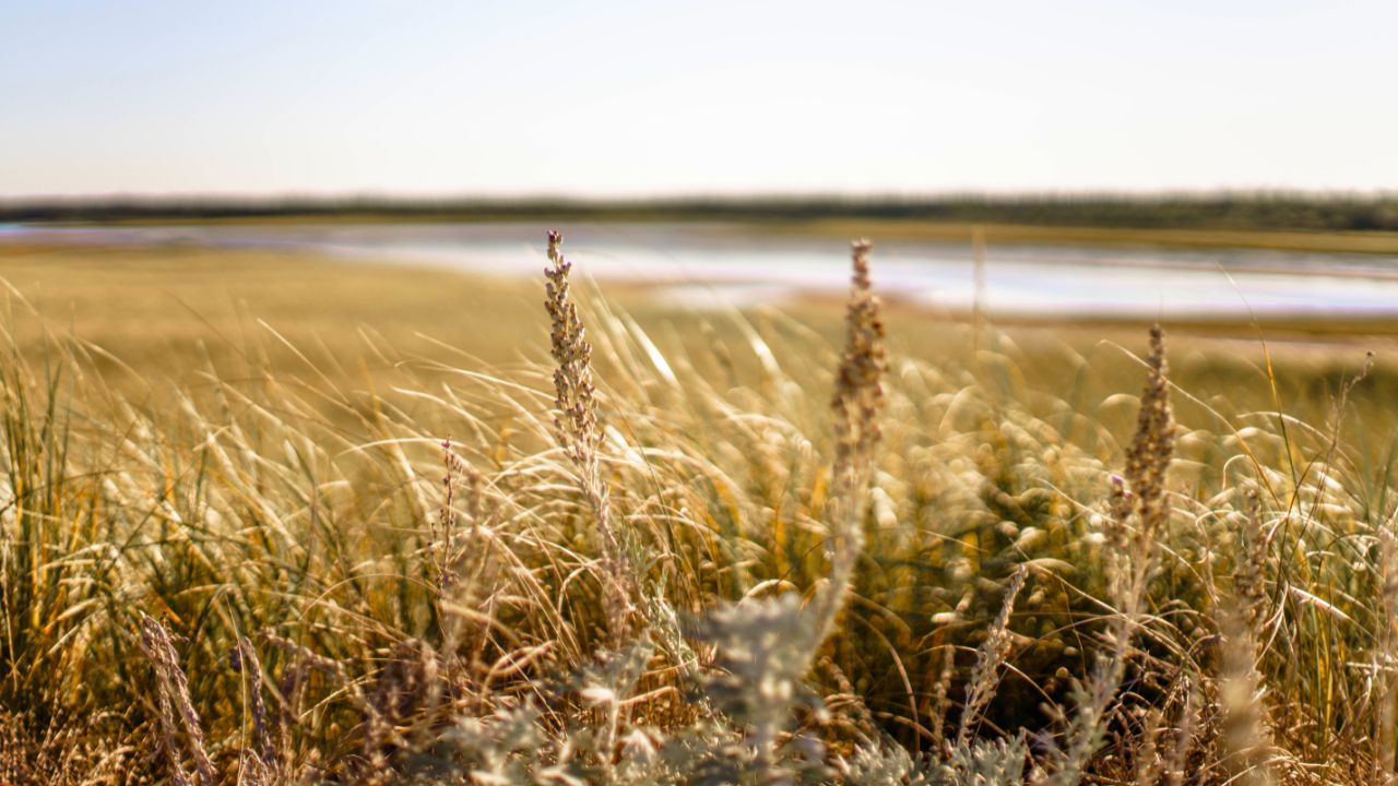 Salt marsh on a sunny day