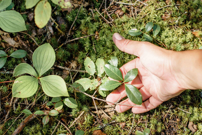 a hand touching a plant in the soil