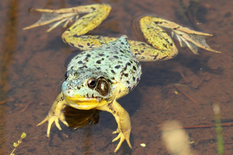 Green frog