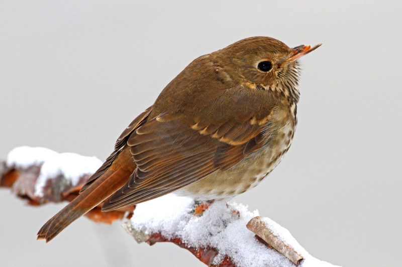 Hermit thrush on a snowy branch