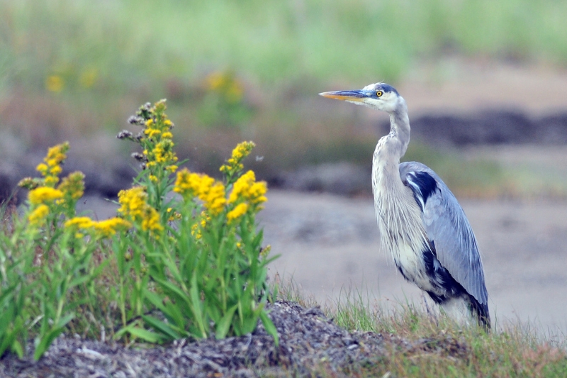 Great blue heron