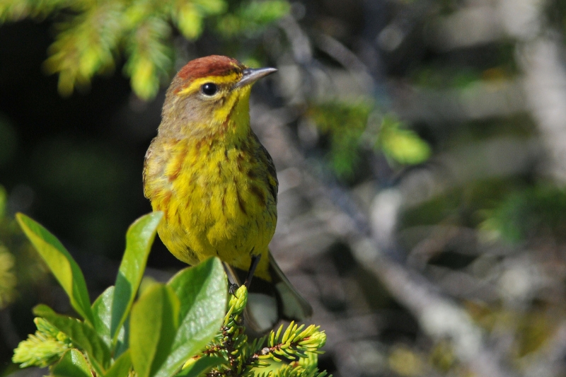 Palm warbler