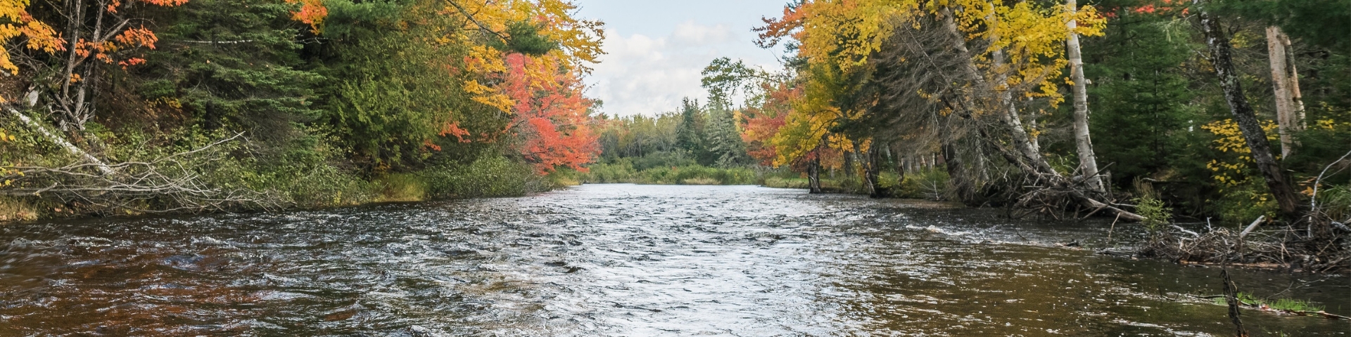 Une rivière découle dans une forêt en automne