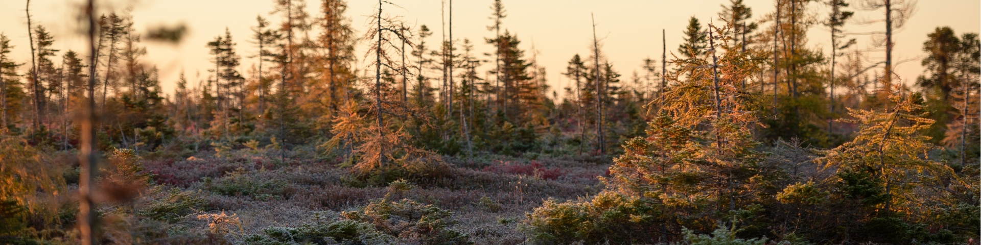 A trail in the middle of a bog on a frosty morning.