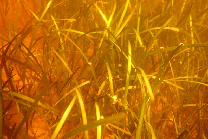 Common eelgrass underwater