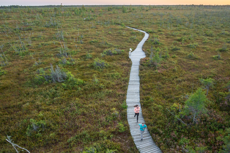 Visitors jogging on a boardwalk in a bog