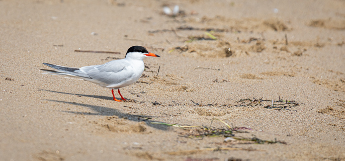 Common tern on the sand