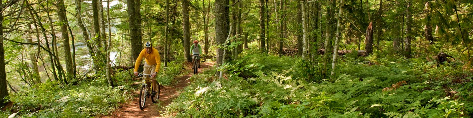 Cyclists riding mountain bikes on a trail in the forest, next to a creek.