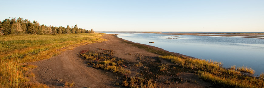 Gulf of St. Lawrence Aster