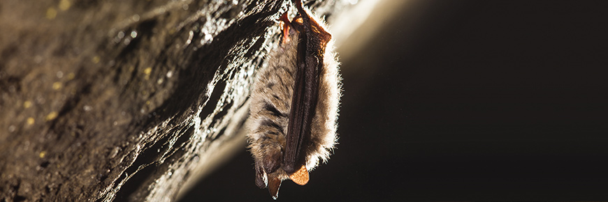 Une chauve-souris suspendu au plafond d'une grotte