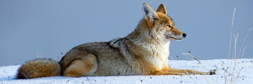Un coyote couché sur la neige